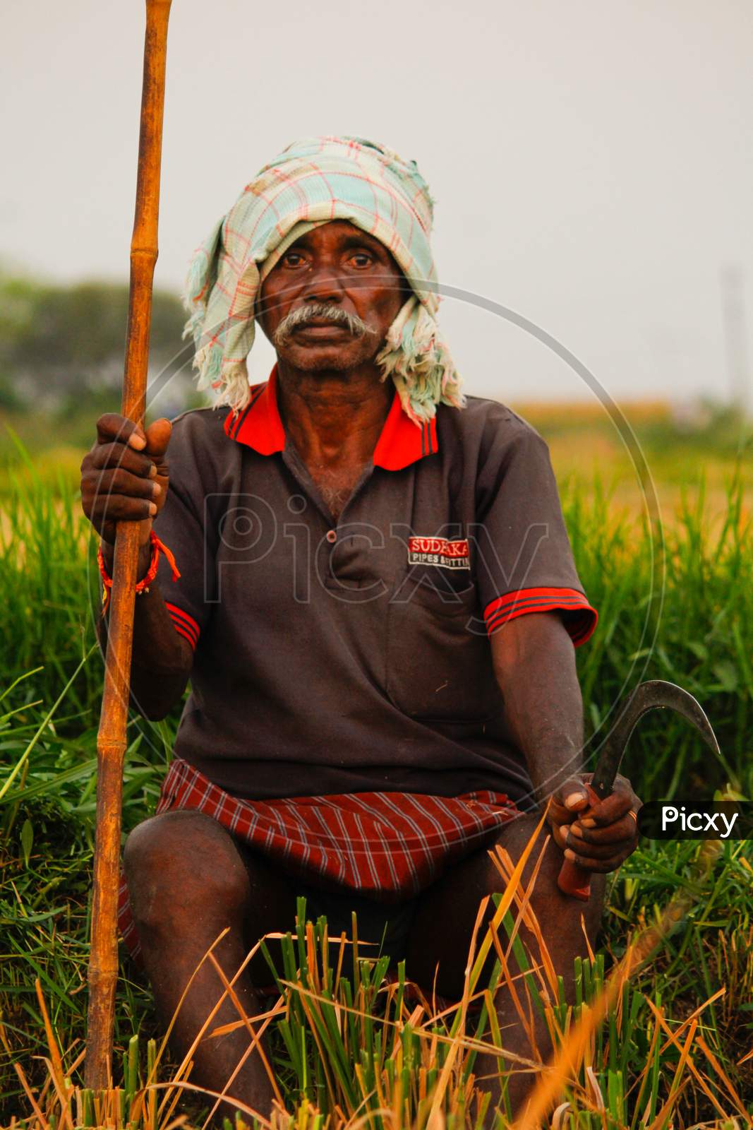 farmer in the paddy fields near pegadapally, warangal,telangana