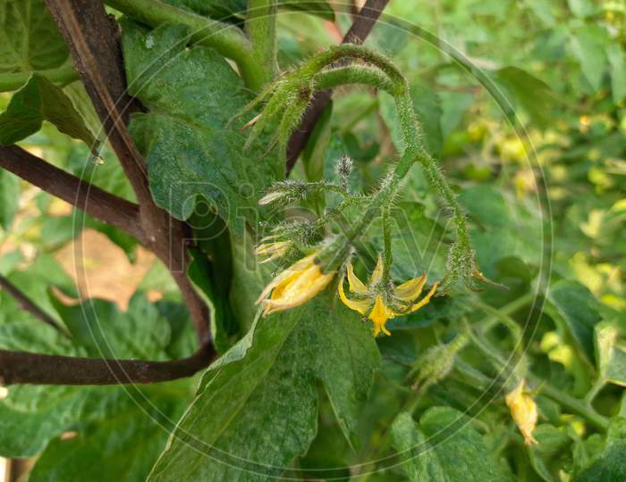 Tomato flower in in plant.