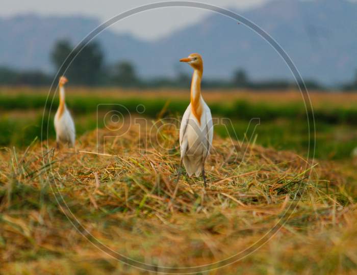 crane over a haystack while harvesting