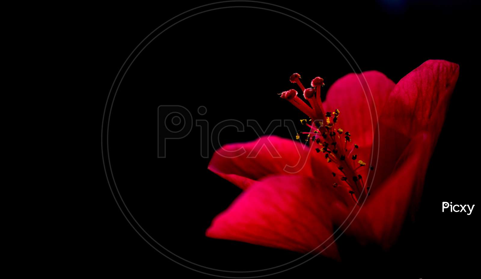 closeup shot of a flower