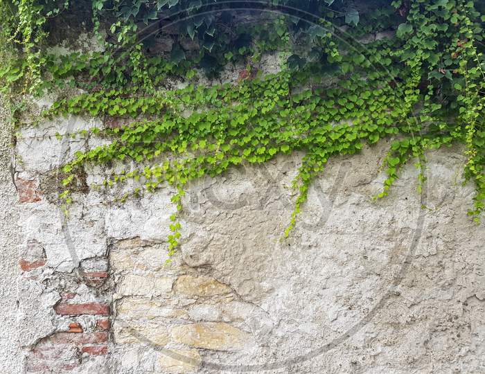 Brick Wall And With Green Ivy