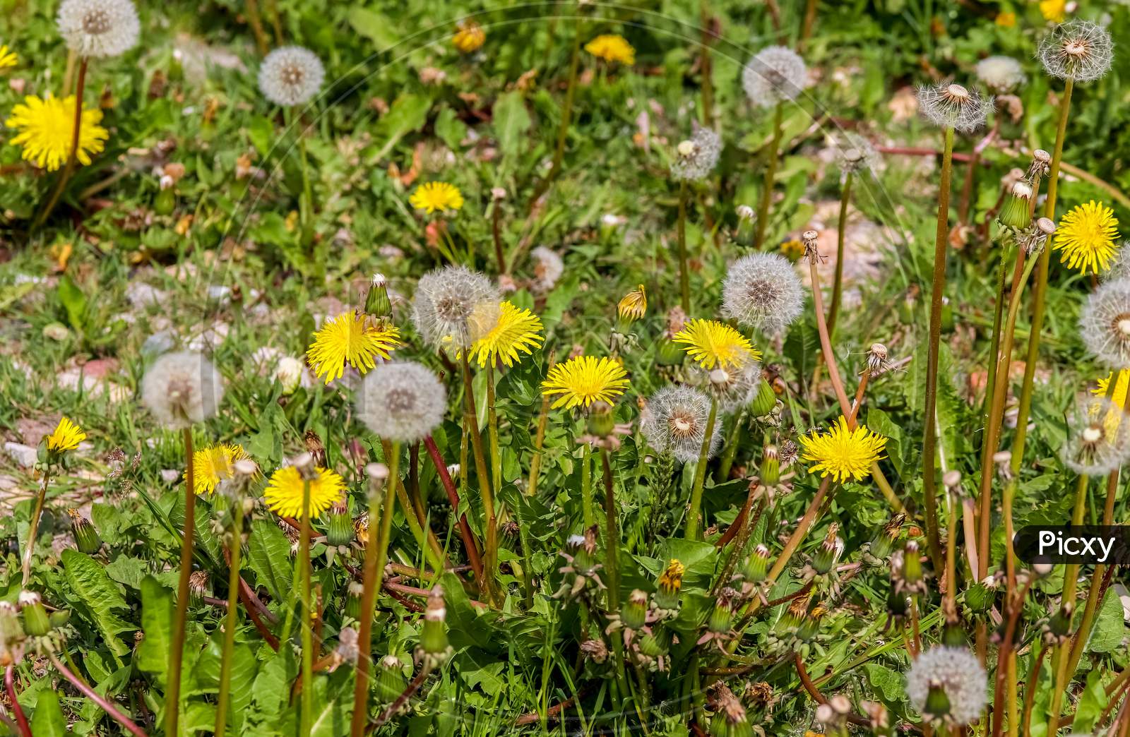 Close up view at a blowball flower found on a green meadow full of dandelions