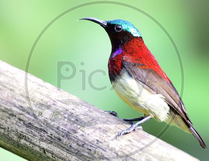 Crimson-backed sunbird