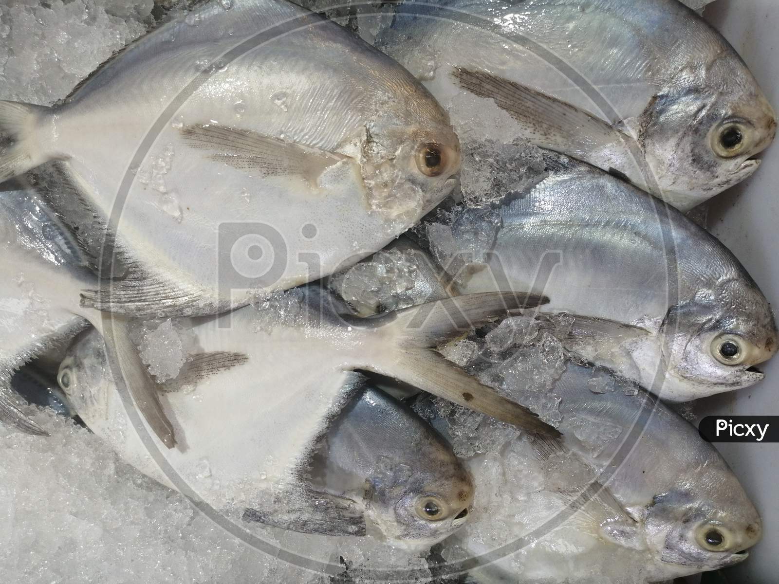 Fresh Pomfret Fish Preserved In Ice For Sale In Market