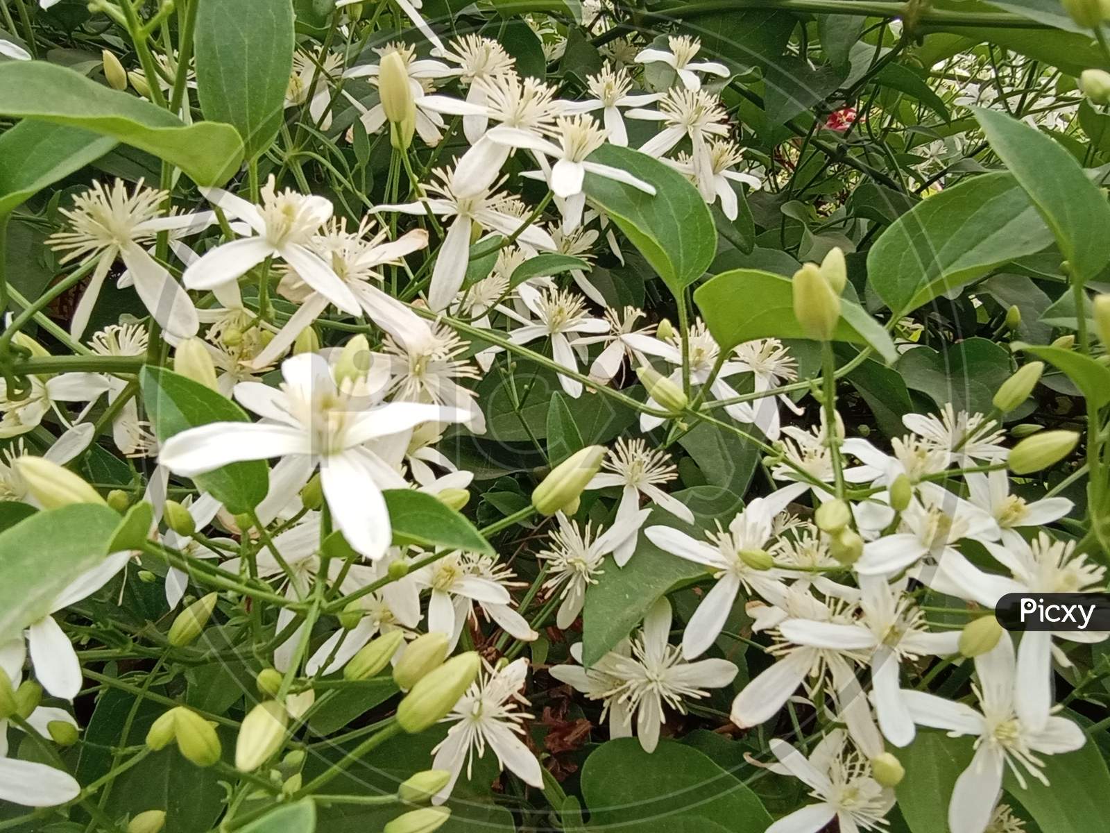 Night blooming jasmine