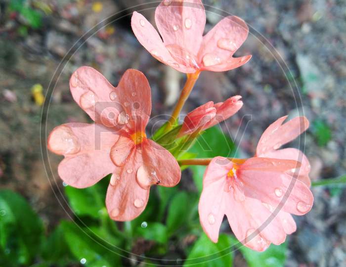 Crossandra flower is also known as Firecracker Flower