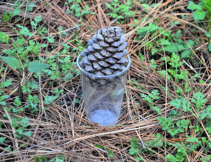 Pine Tree Fruit In Plastic Glass Himachal Pradesh India