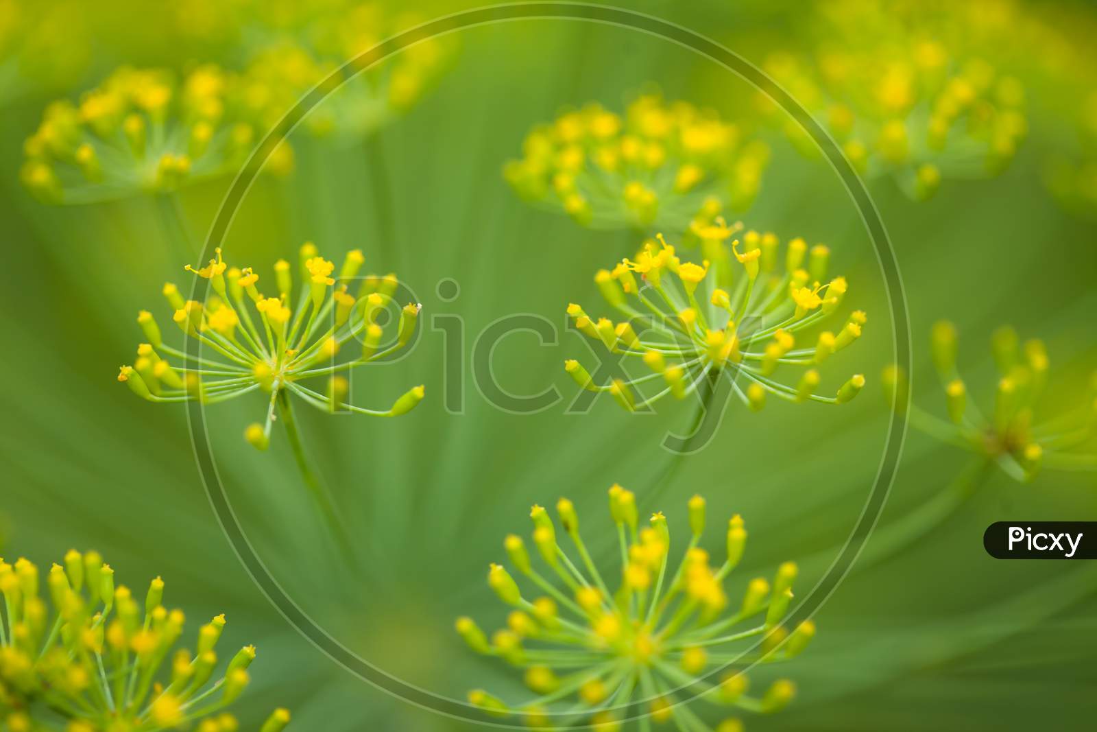 Close-Up Of A Dill Herb
