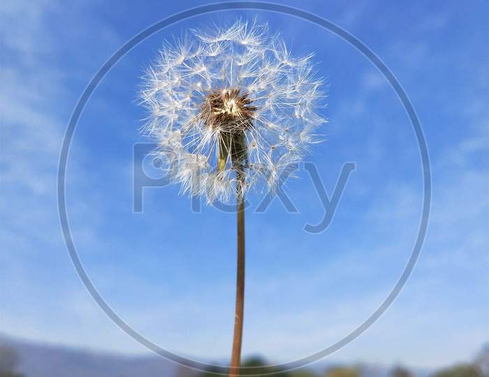 White flower with Blue sky Background