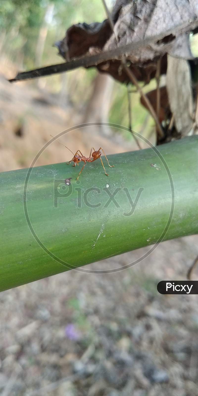 fire ants traveling above the bamboo