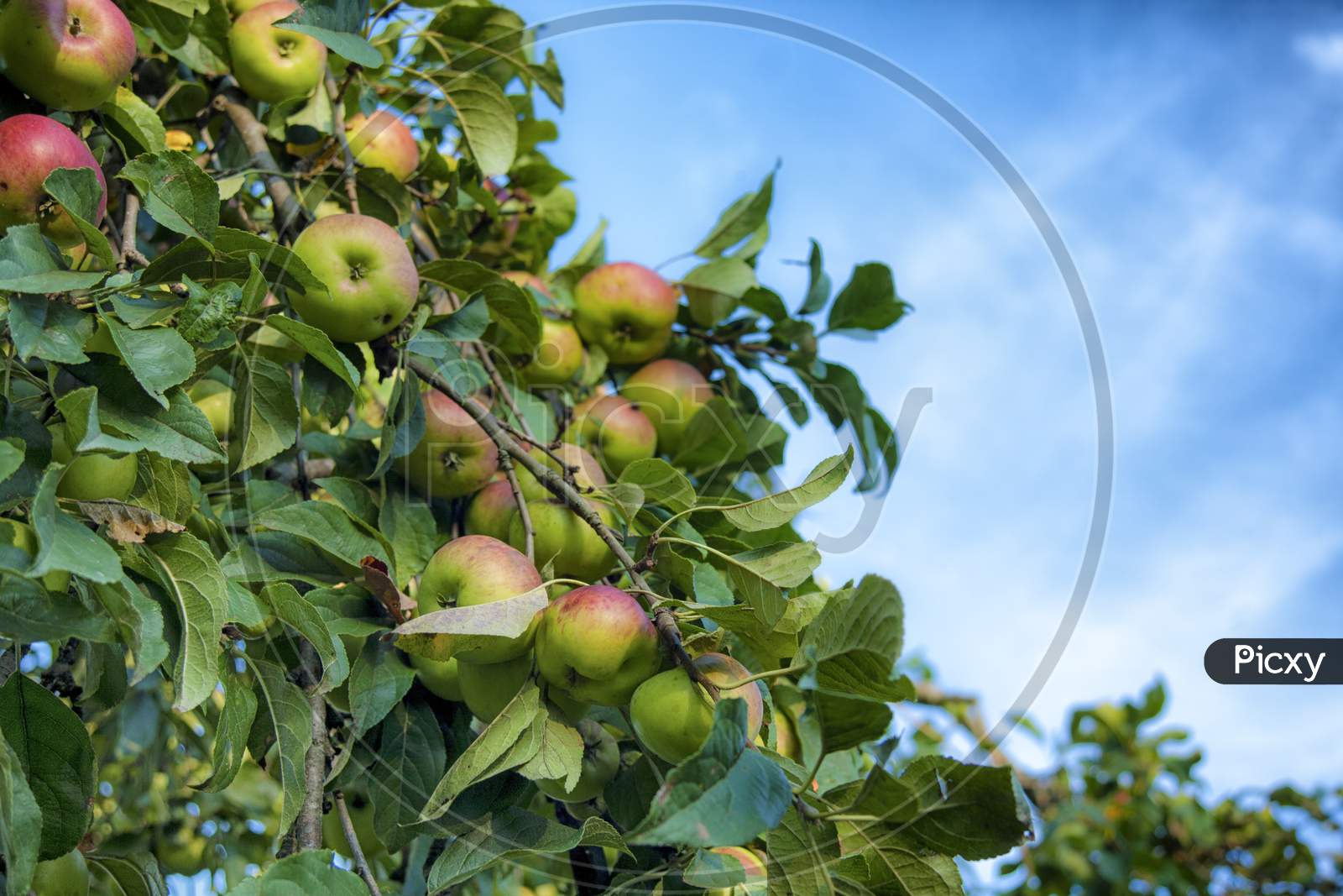 Apple Tree With Fruits And Leaves