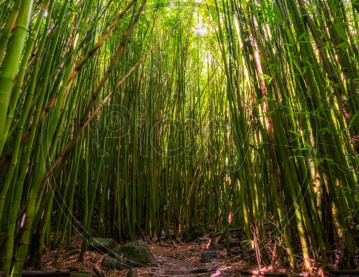 Bamboo Forest Along The Pipiwai Trail In Kipaula, Maui, Hawaii, United States