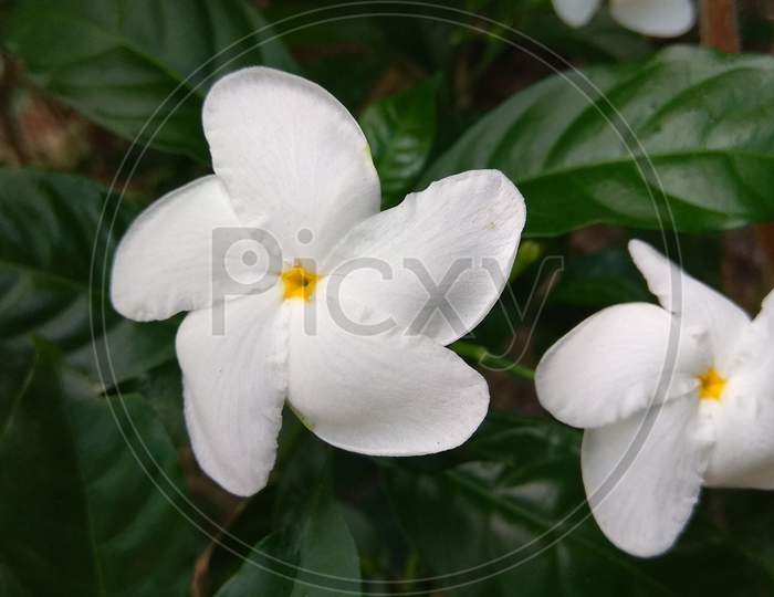 Close up The Gardenia Crape Jasmine flower. (Scientific name- Tabernaemontana pandacaqui Lam.).Close up green Gardenia jasminoides (gardenia, cape jasmine, cape jessamine, danh danh, jasmin).