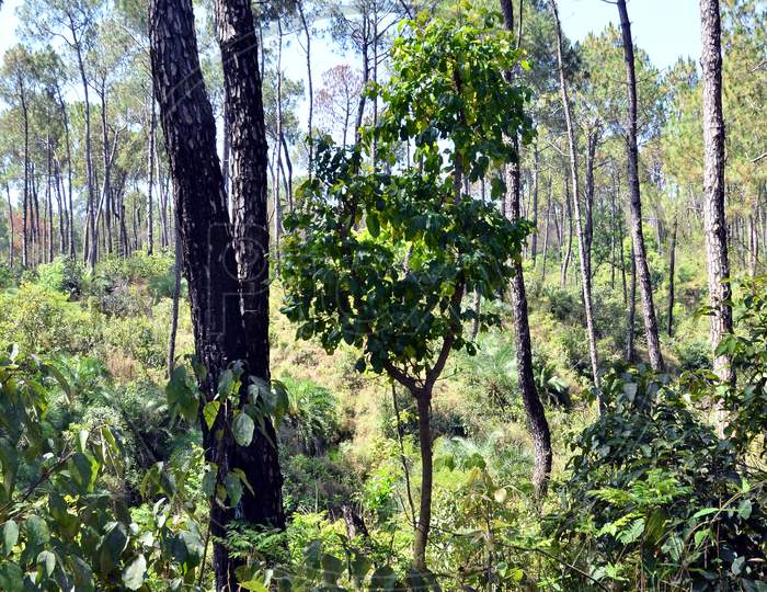 Single Tree In Forest Of Kangoo Town Himachal Pradesh India 1