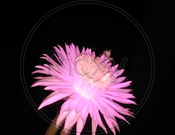 Saussurea obvallata (Brahma Kamal) Pink and White flower
