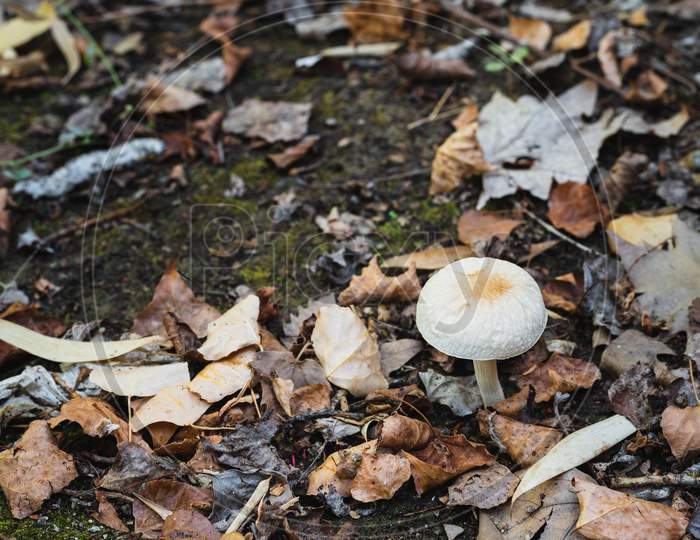 A White Mushroom Grows In The Field Between Dry Leaves And Moss
