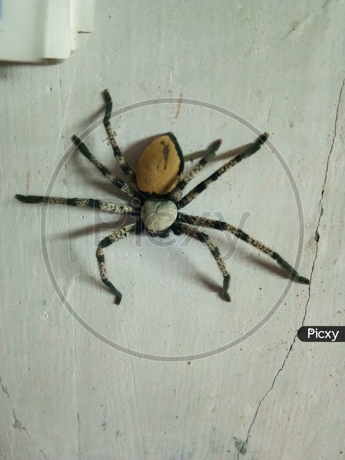 Black, Brown and White Spider on The Wall