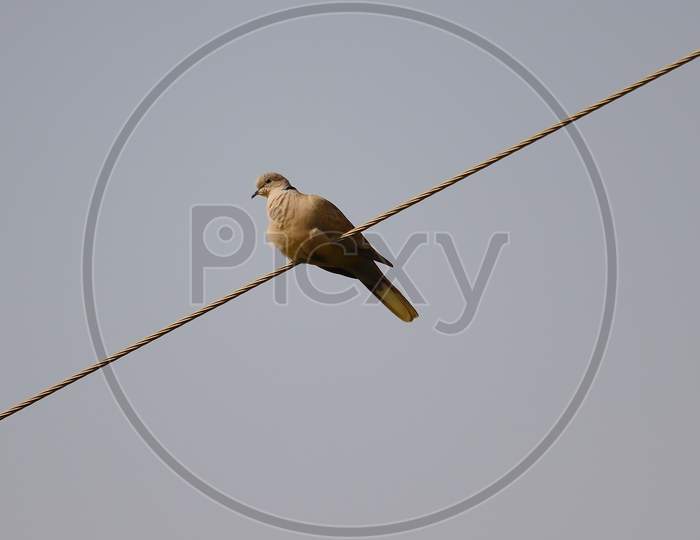 Standing On White Wire A Dove