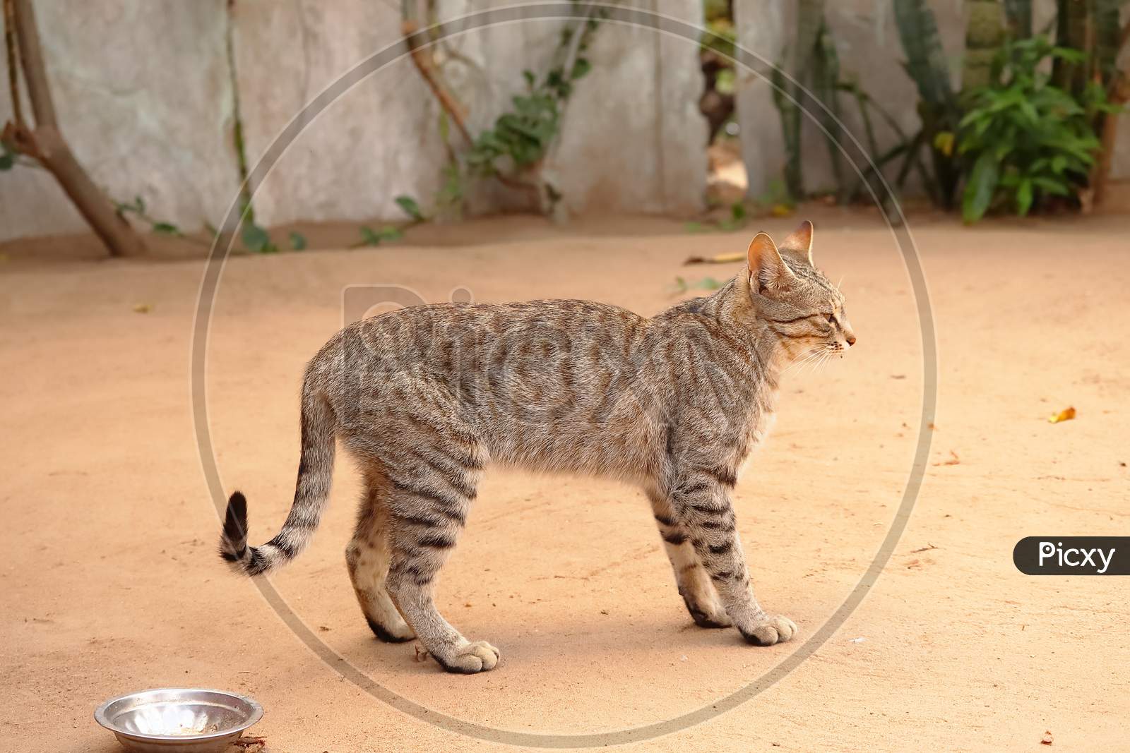 Cat Standing Background, Closeup Animals