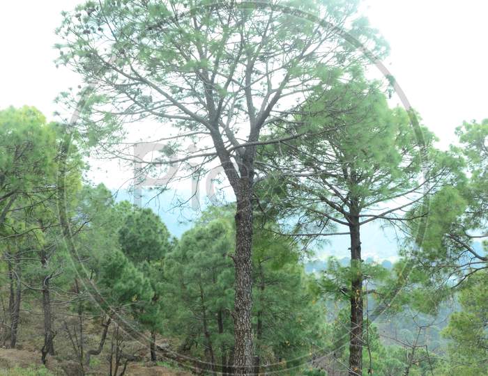 Beautiful trees in the jungle Himachal Pradas,India