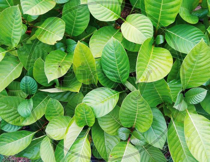 Organism green plant leaf background wallpaper