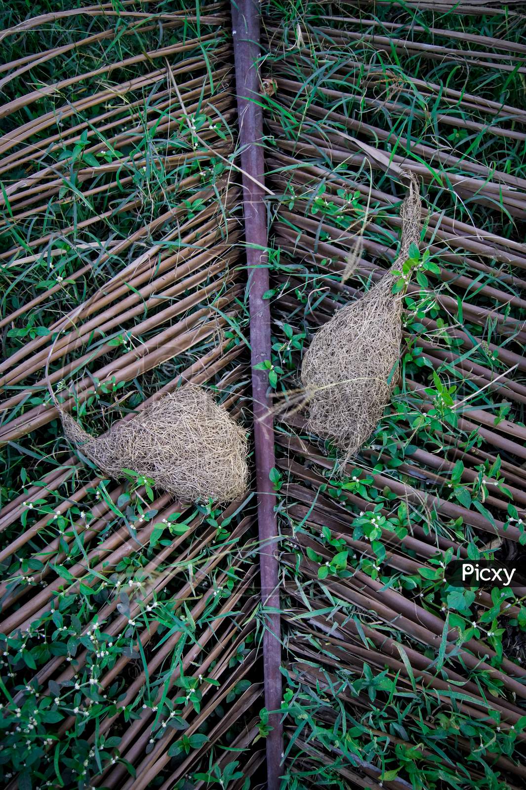 Bird nest on coconut leaf