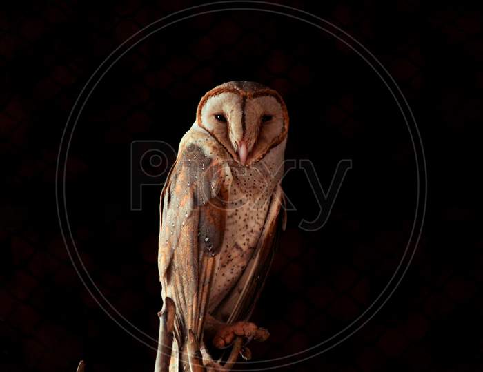 Barn owl in the darkness