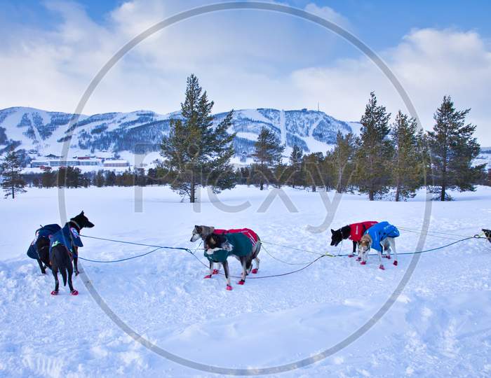 Snow Sled Dogs in Geilo Norway