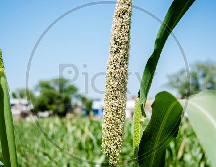 Fields of pearl millets in Uttar pradesh of India. The Crop is also know as Bajra