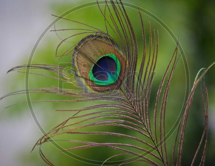 Colorful peacock feather (Indian peafowl).