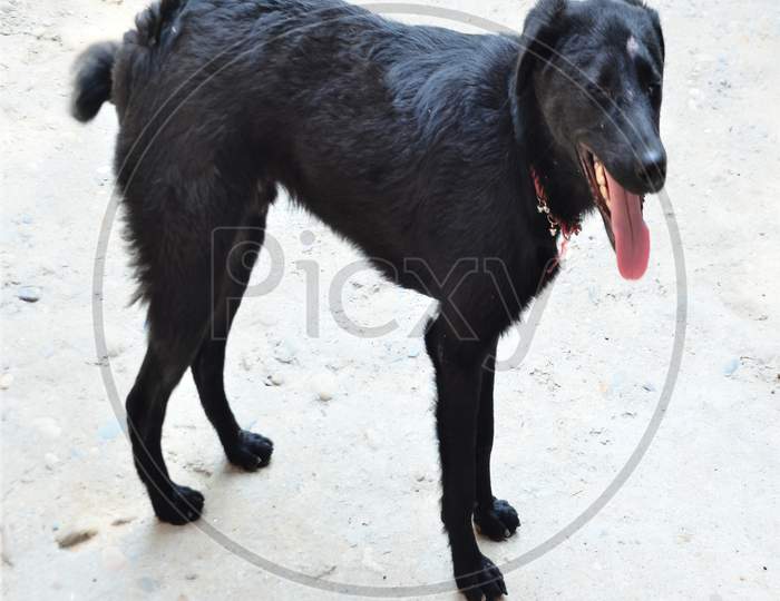 Black Dog in the ground Himachal Prada's, India