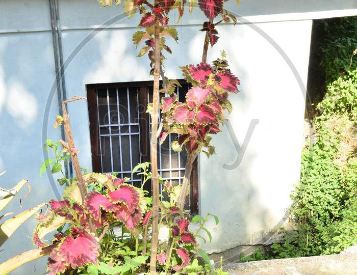 Beautiful flower plant in the home nadaun Himachal Pradas,India