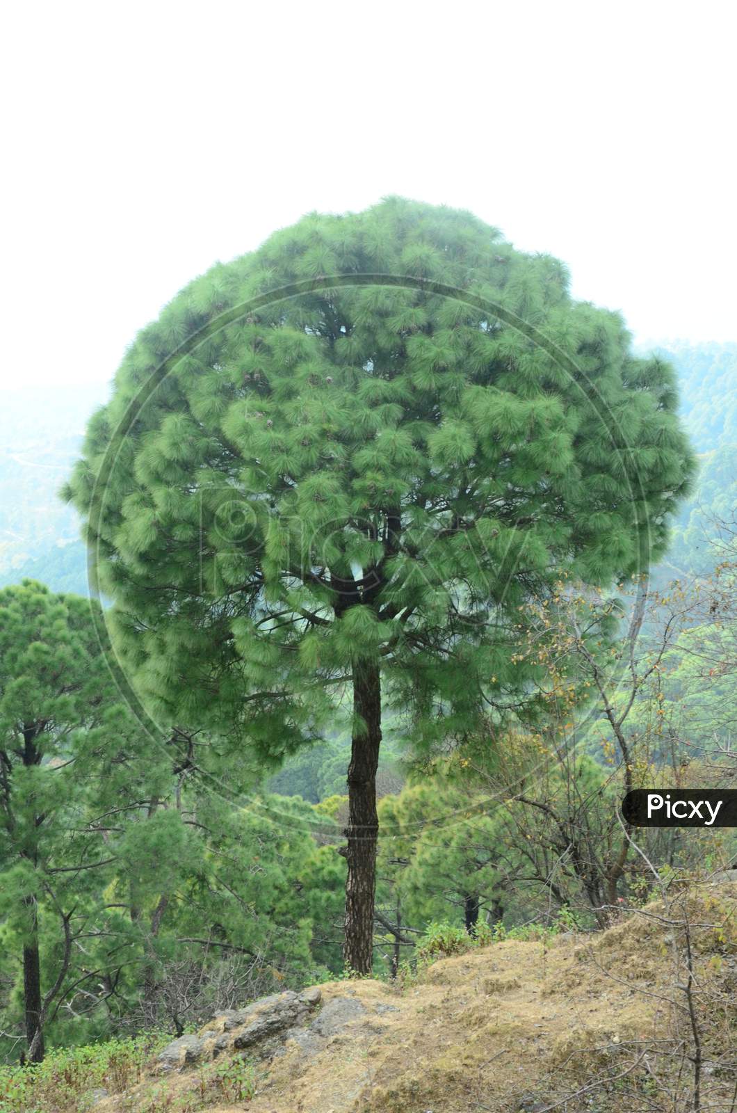 Beautiful tree in the Himachal Pradas,India