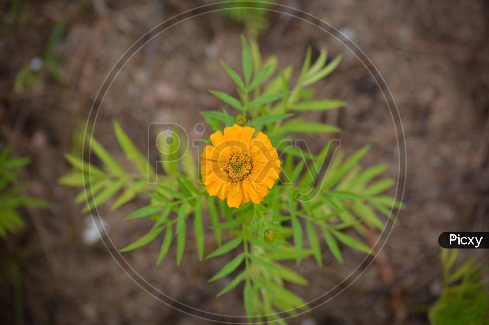 Beautiful marigold flower in the garden, Top view