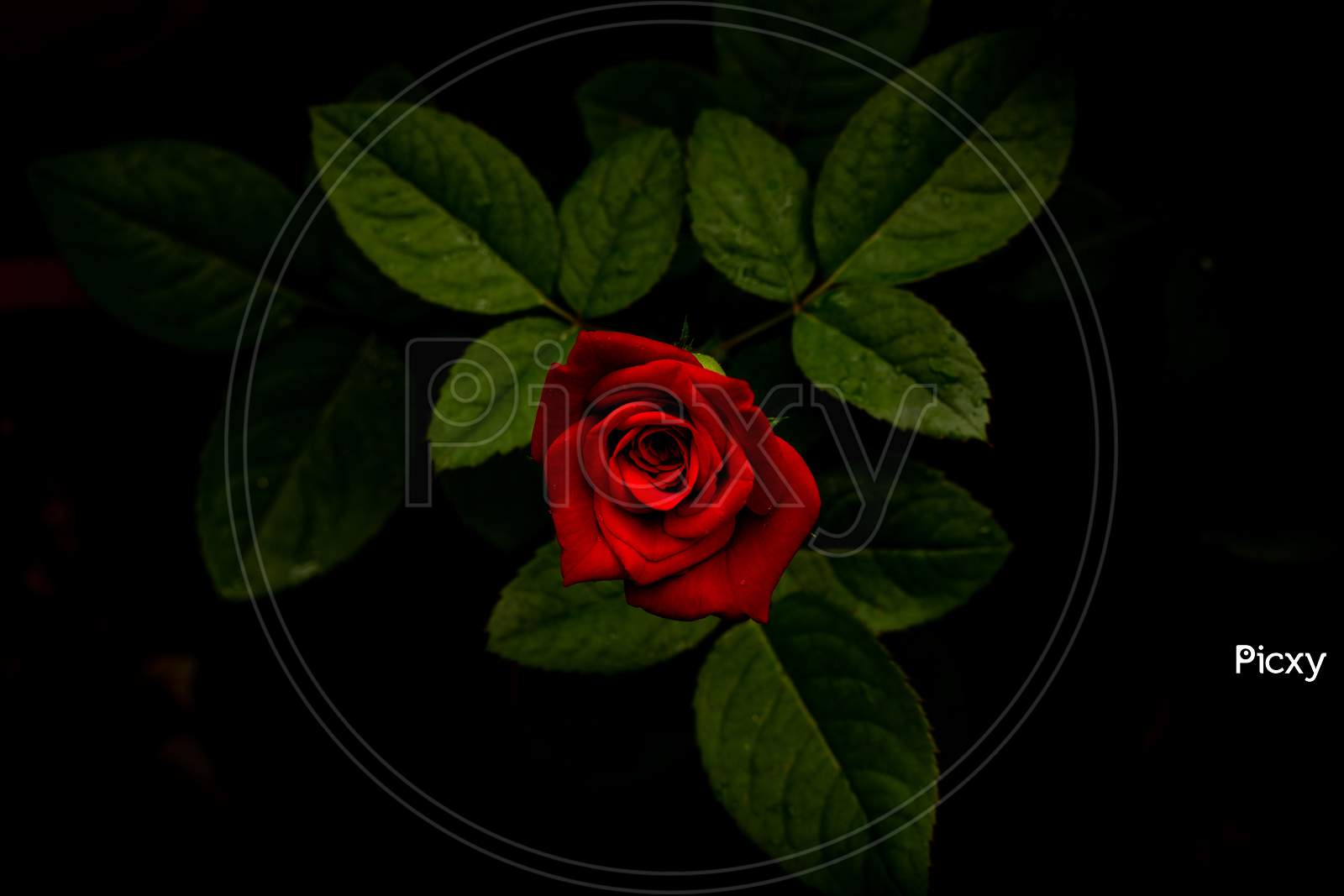 Single Stem Red Rose Symbol Of Love