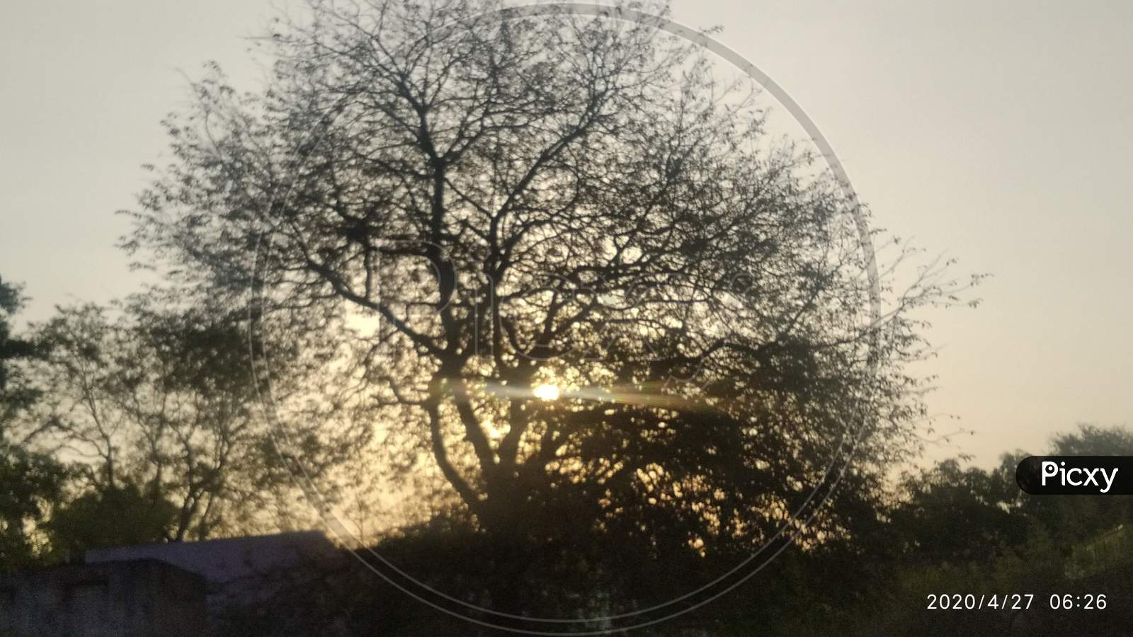 Single tree in sunset