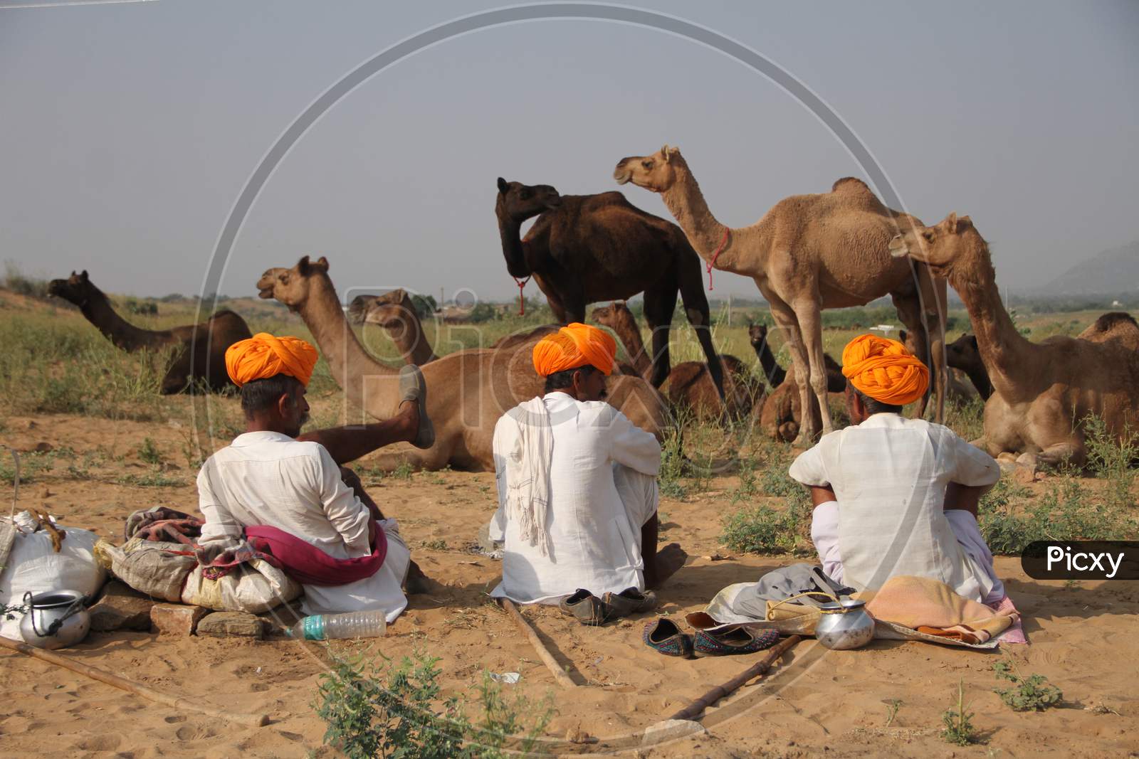 Rajasthani Camel Traders Wearing Traditional Turban At Pushkar Camel Fair, Pushkar, Rajasthan