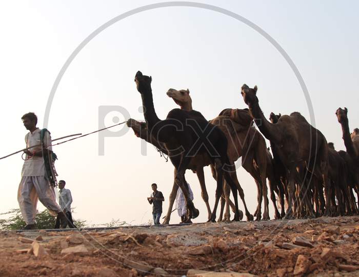 Silhouette of Herd Of Camels At Pushkar Camel Fair, Rajasthan