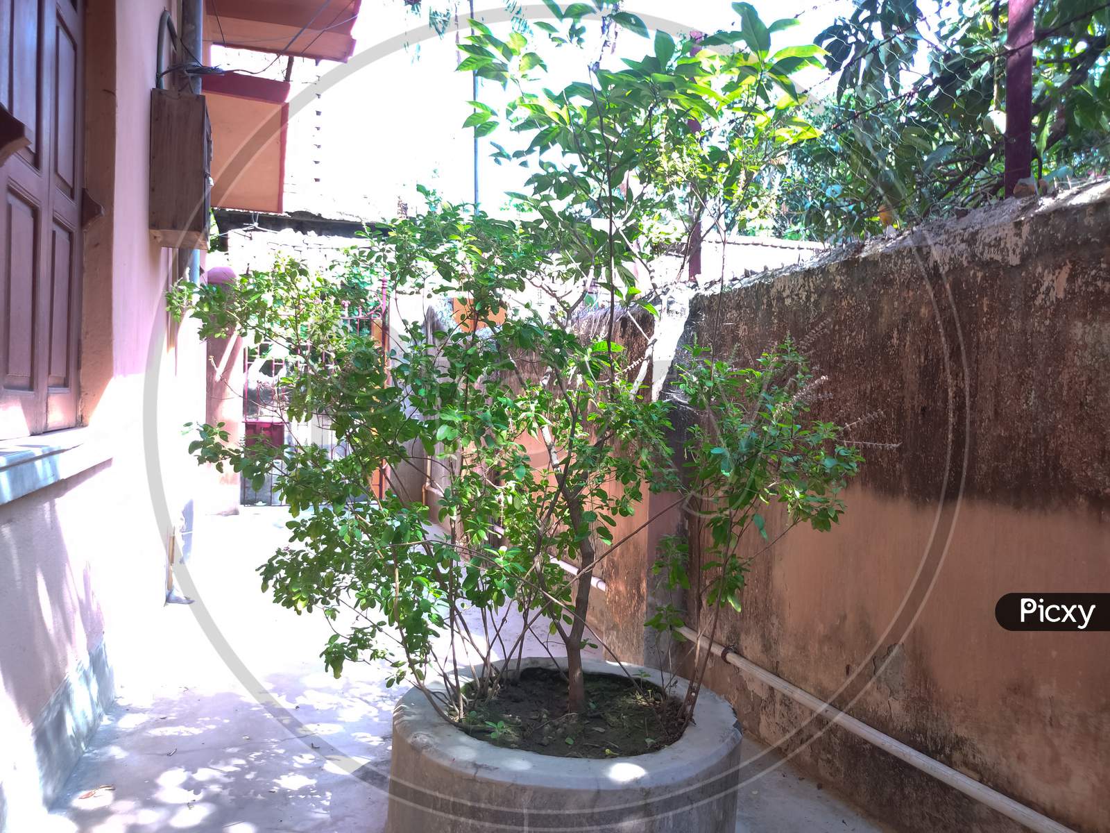 A Little Tree Outside In Building In Sunlight Area With Selective Focus, Selective Focus On Subject, Background Blur