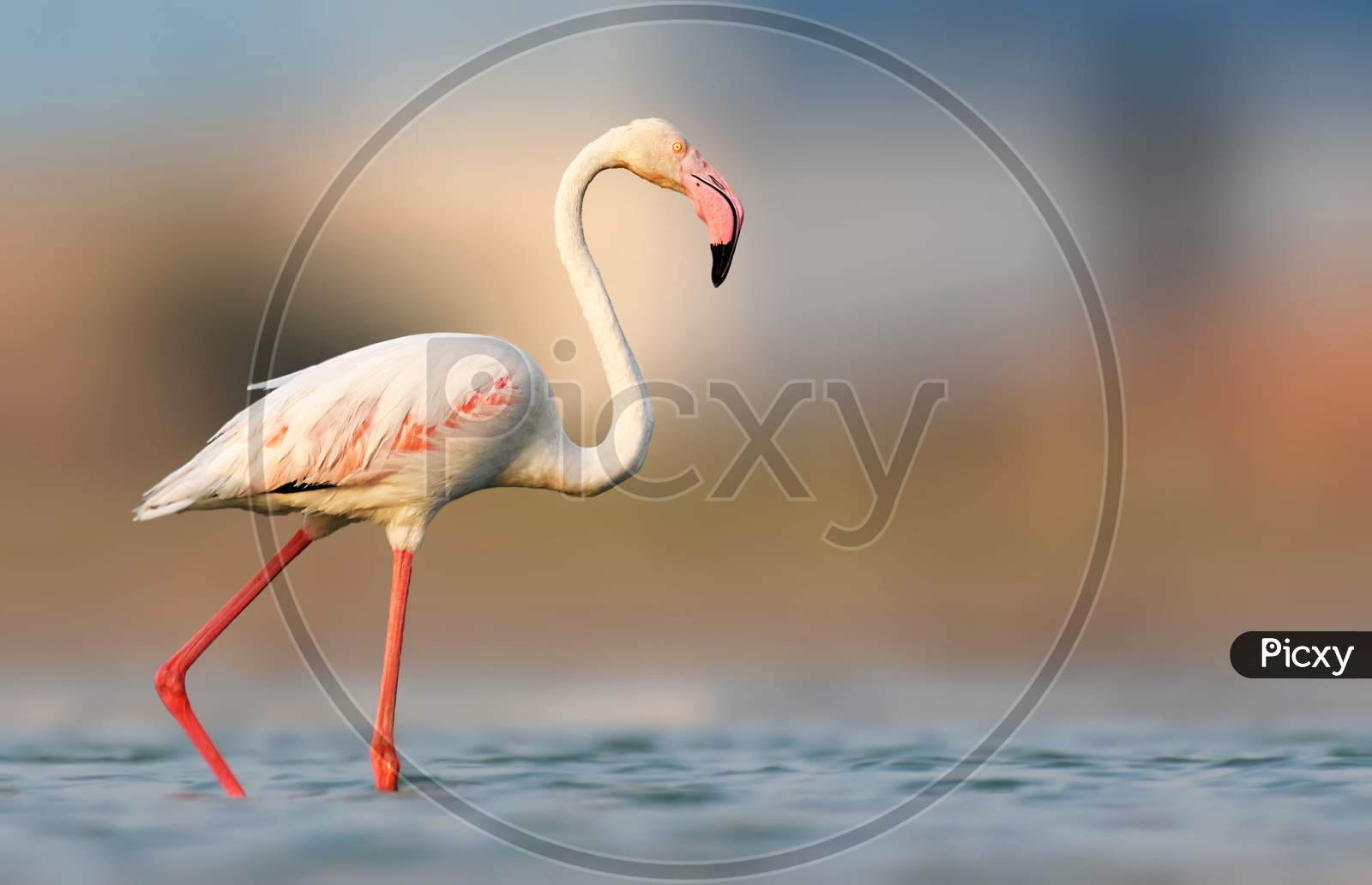 Greater Flamingo Bird