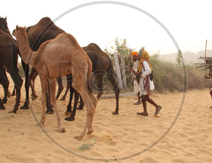 Rajasthani Camel Traders With a Herd of Camels In Pushkar Camel Fair , Pushkar, Rajasthan