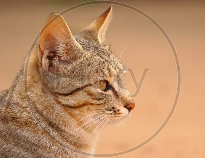 Head Shot Image Of Cat , Copy Space Animal Background