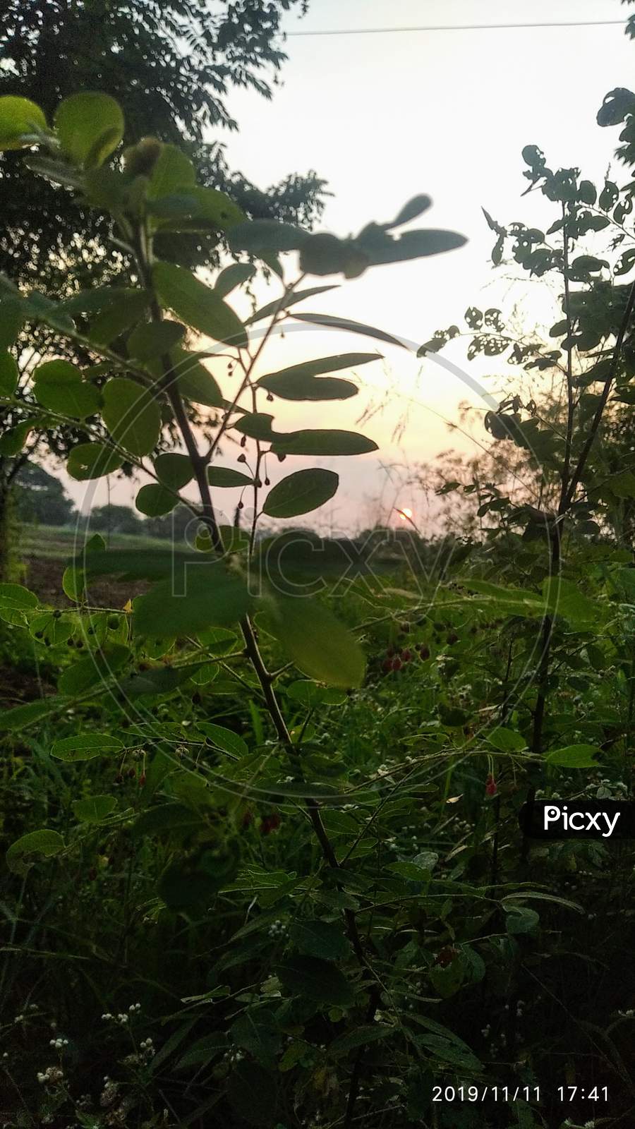 Green leafy vegetation with sunset