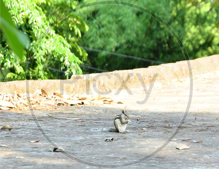 Squirrel on ground Himachal Pradesh India