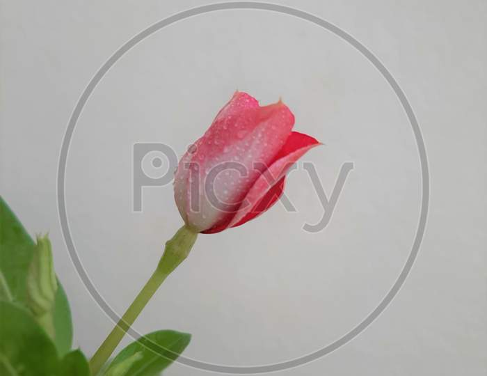 Red Vinca flower bud