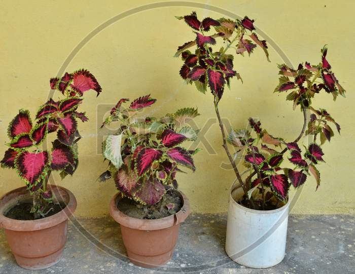 Beautiful flower pots in the home Himachal Pradas,India