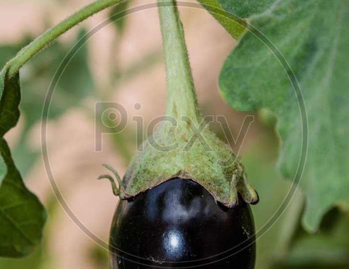 Eggplant in the garden. Fresh organic purple eggplant growing in the soil. Solanum melongenaEggplant in the garden. Fresh organic purple eggplant growing in the soil. Solanum melongena