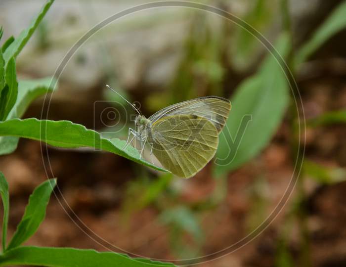 Butterfly on Green Leafs in HP India