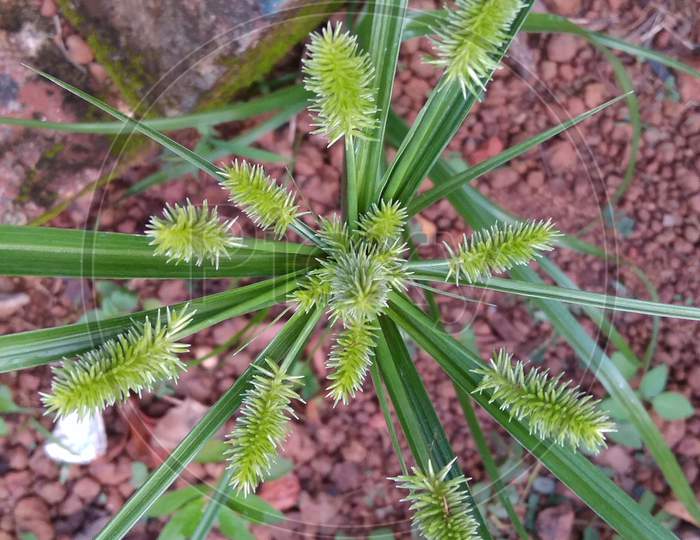 Jack pine shortstarw loblolly canadian fir plant