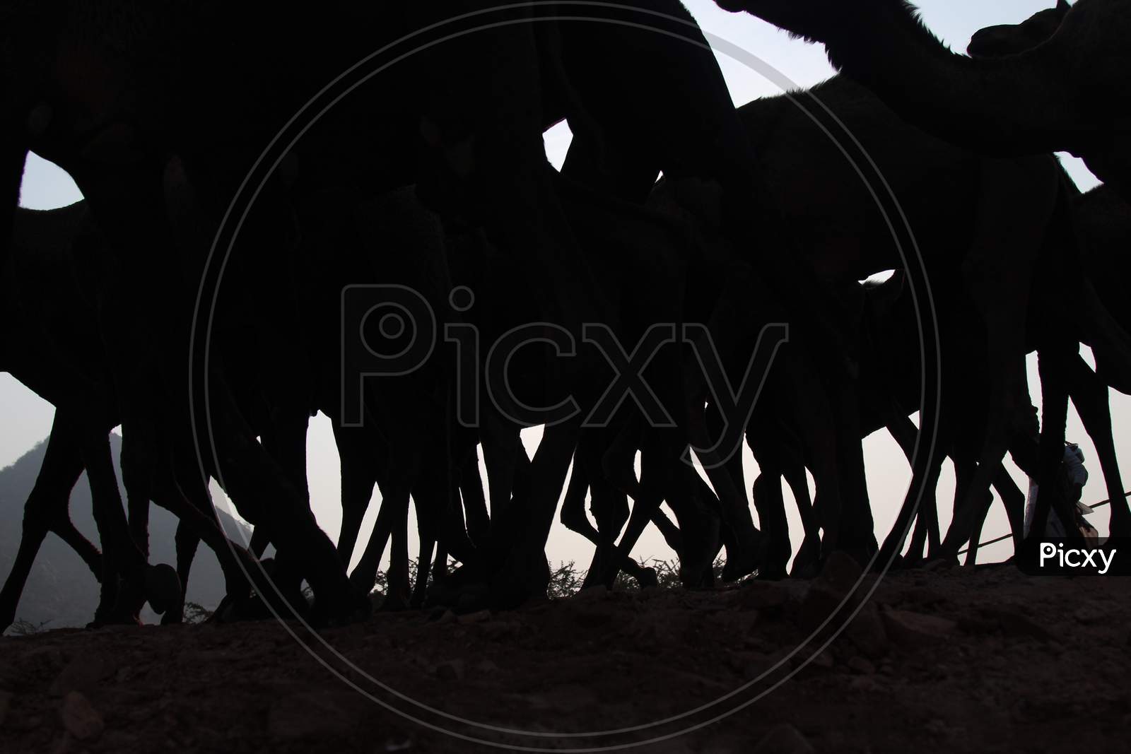 Silhouette Of Herd Of Camels At Pushkar Camel Fair, Rajasthan